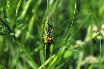 Nature photo of green plants and a black and yellow beetle and blurred background - Stockphoto