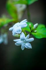 Obraz premium Flowers in graden