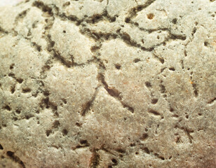 ancient imprints in stone