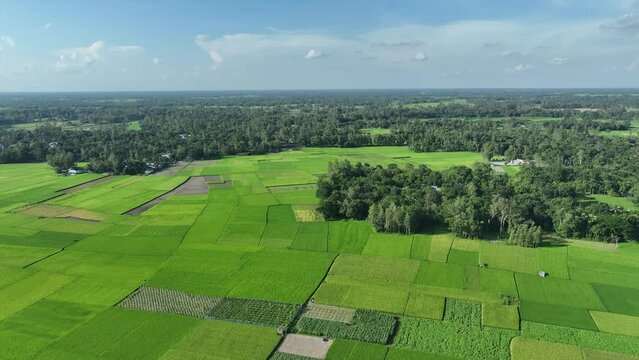 Aerial shot of green meadows of Bogura. Classical green landscape of Bogura, bangladesh