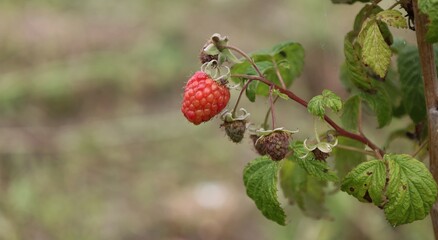 wild strawberry on a bush