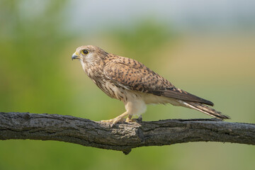 Common kestrel, European kestrel, Eurasian kestrel or Old World kestrel - Falco tinnunculus perched at green background. Photo from Kisújszállás in Hungary.
