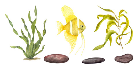 Set of marine green laminaria, yellow fish, underwater rocks. Composition of angelfish, algae isolated on white background. Watercolor illustration for design, cards, souvenirs, labels