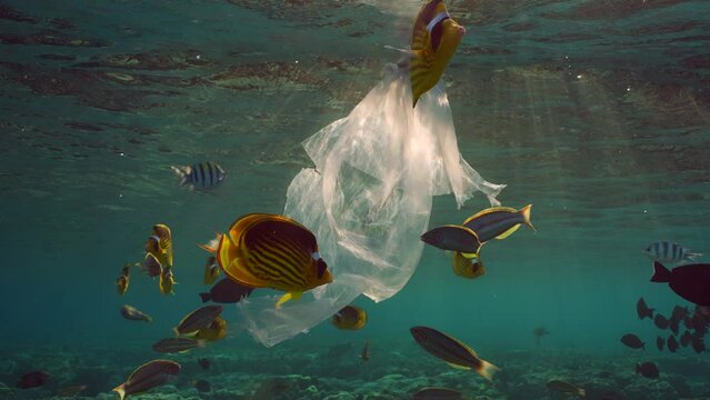 Curious tropical fish swims around plastic bag in evening in sunbeams at sunset, slow motion. An old plastic bag drifts underwater over coral reef, variety of tropical fish swims nearby at sundown
