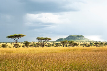 Storm Clouds Gathering Over Acacia Trees in the Serengeti - obrazy, fototapety, plakaty