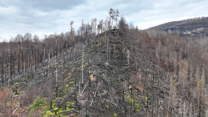 Forest after fire flame spruce aerial wild drought dry black earth ground vegetation stand green...