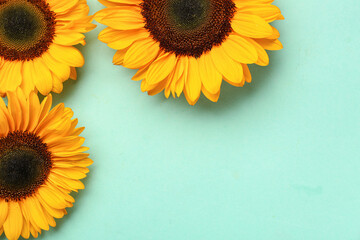 Beautiful sunflowers on turquoise background