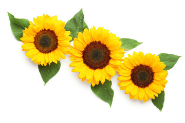 Beautiful sunflowers and leaves on white background