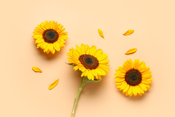 Beautiful sunflowers and petals on orange background