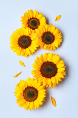 Beautiful sunflowers and petals on blue background