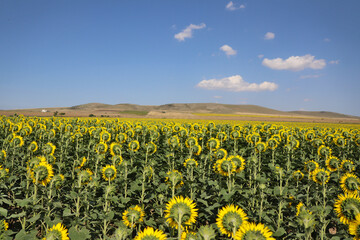 field of sunflowers in summer with hills on horizon