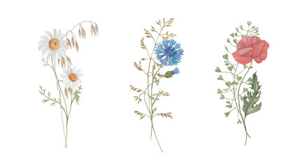 Set of watercolour flowers, floral illustrations of bouquets with wild flowers and wild herbs