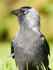 blackbird in the grass