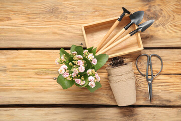 Plant and different gardening tools on wooden background