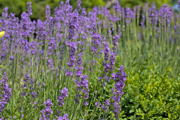 Fototapeta premium Flowering bushes on a lavender plantation. Color lavender field. City Park. Kyiv, Ukraine,