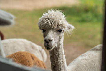 Beautiful alpaca grazing on the farm
