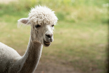 Beautiful alpaca grazing on the farm