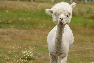 Beautiful alpaca grazing on the farm