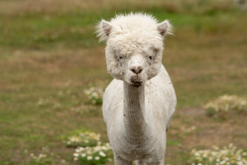 Beautiful alpaca grazing on the farm