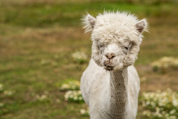 Fototapeta premium Beautiful alpaca grazing on the farm