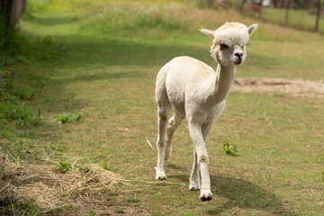 Obraz premium Beautiful alpaca grazing on the farm