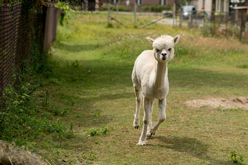 Fototapeta premium Beautiful alpaca grazing on the farm