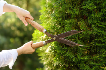 Hands of female gardener. Woman working with secateur in domestic garden at summer day.