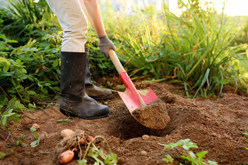 Woman shod in boots digs potatoes in her garden.