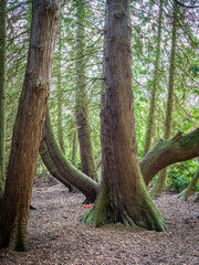 Trees in the forest in sunlight