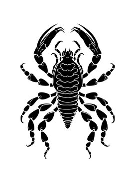 scorpion zodiac horoscope astrology twelve metaphysical sectors
