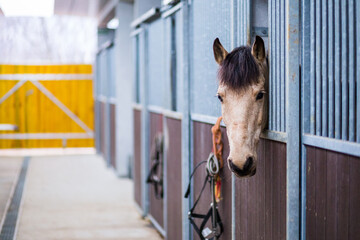 Horse stable from equitation sport riding school. Equestrian ranch paddock with no people.