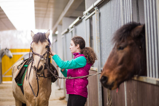Spanish Riding School Images – Browse 28,608 Stock Photos, Vectors, and Video | Adobe Stock