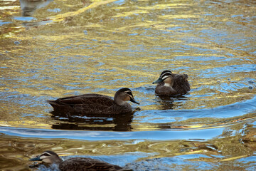 Pacific Black Duck, Sydney, Australia