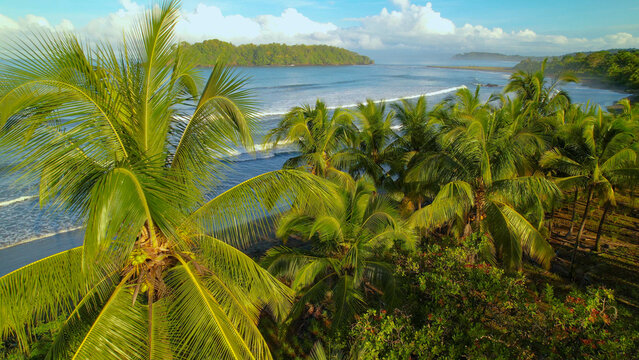 AERIAL Tropical palm trees on Pacific coast of Panama in beautiful morning light