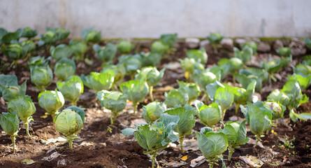 Organic cabbage plantation in the vegetable garden or farm field near village house. Growing...