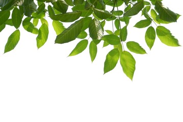 Tropical tree with leaves branches on white isolated background for green foliage backdrop 