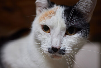 Cat with a face like Adolf Hitler.