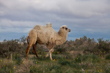 Bactrian camel in blooming desert. Grey storm clouds. Kyzylorda province, Kazakhstan.