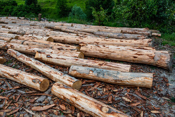 Wooden logs of pine trees in the forest. Tree logs for timber industry.