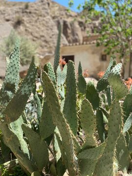 Kakteen mit Bl&uuml;ten und Cortijo in Andalusien, Spanien