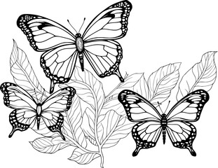 Butterfly Animal Line Art