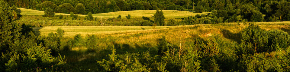 hilly agricultural fields with crops and forest belts. summer rural landscape. widescreen panoramic view