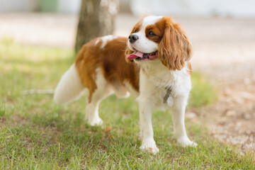 Cute Cavalier King Charles spaniel joyfully walks. Dog lies on the grass. Animal rights