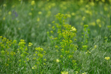 Euphorbia esula - wild meadow plant with pale yellow flowers
