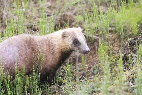 The Japanese badger (Meles anakuma) is a species of carnivoran of the family Mustelidae, the weasels and their kin. Endemic to Japan