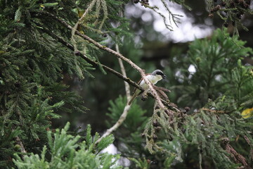 The tiger shrike or thick-billed shrike (Lanius tigrinus) is a small passerine bird which belongs to the genus Lanius in the shrike family, Laniidae. This photo was taken in Japan.