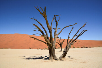 A dry trunk of an old tree in the middle of the desert. Behind is a sand dune. Environmental...