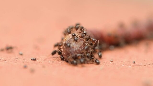 Lots of ants eating the flesh of an earthworm, predators in nature, selective focus, 