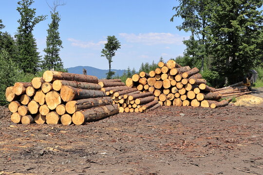 Felled tree trunks on the edge of the forest. Mountains and blue sky in the background. Woodworking industry.