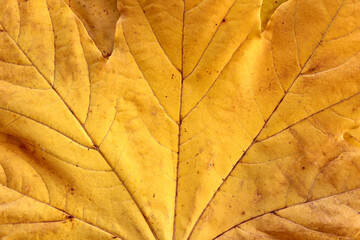 Vibrant yellow autumn maple leaves background, close up. Macro photo of fallen foliage. Concept of...